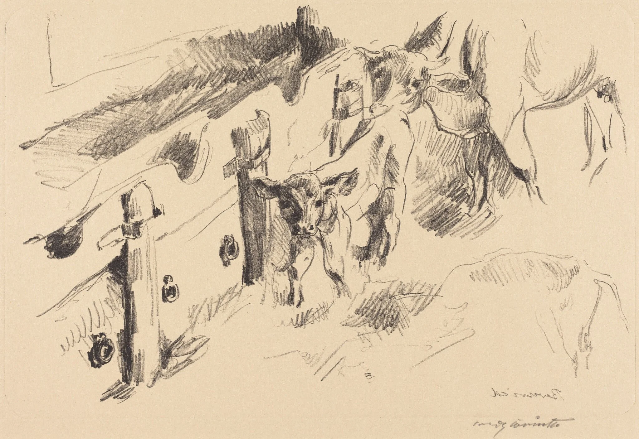 Kälber (Calves)