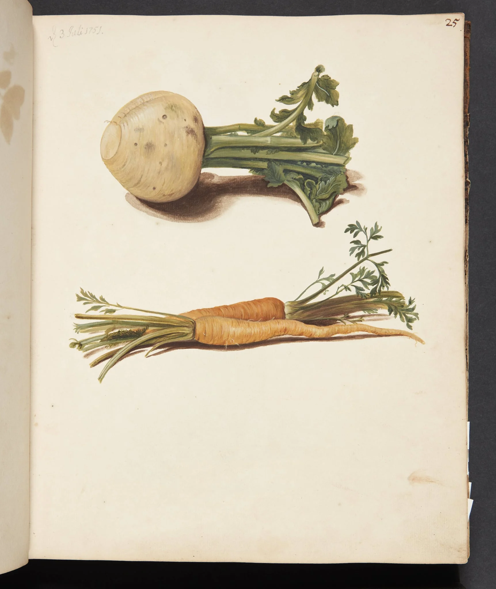 Studie af majroe og gulerødder, by Unknown, unspecified, 1751