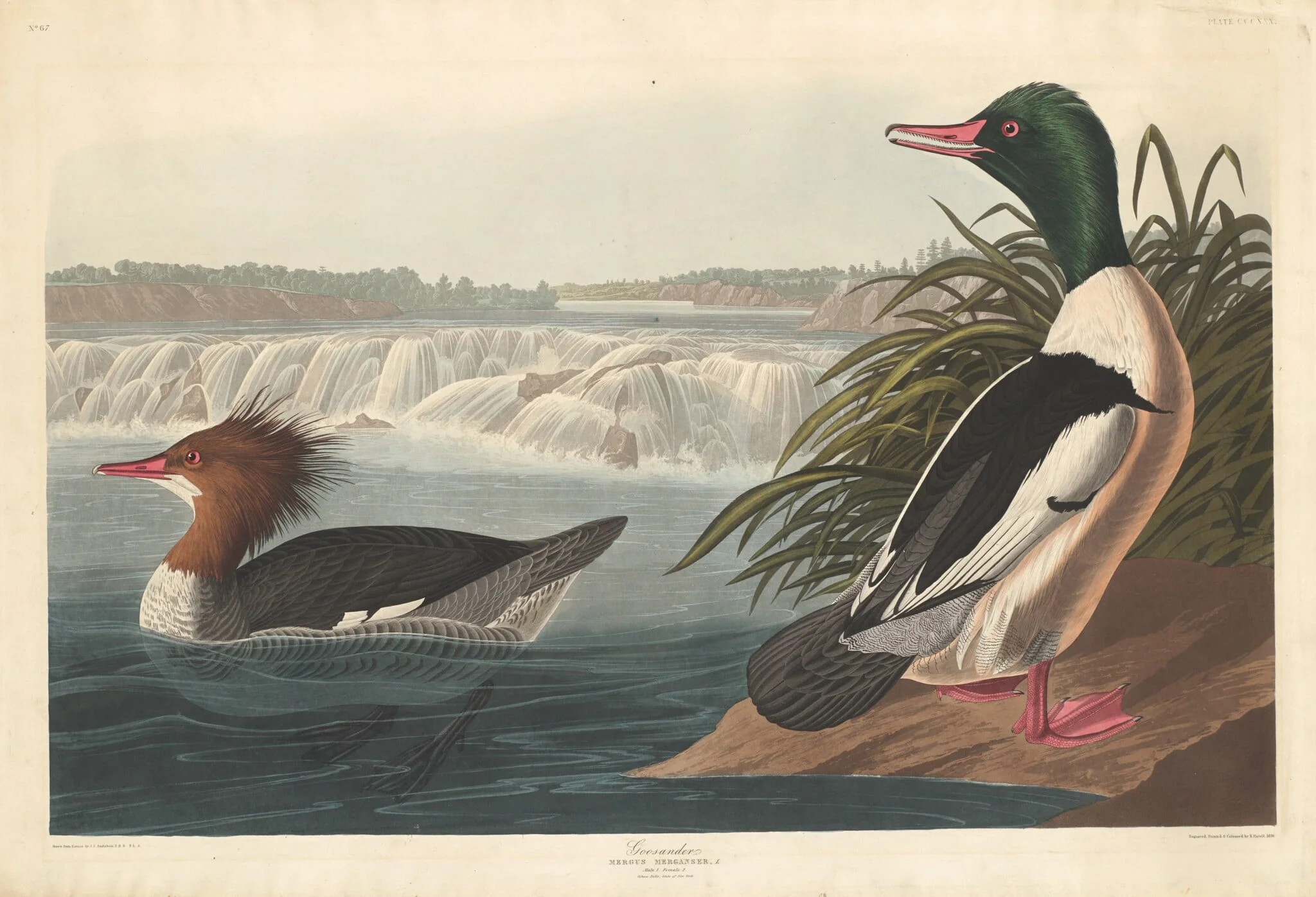 Goosander, by Robert Havell Jr., ink, 1836