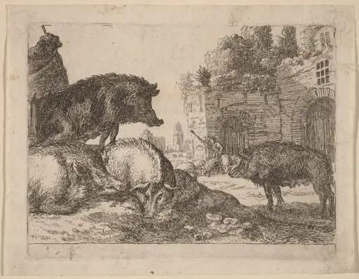 Pigs