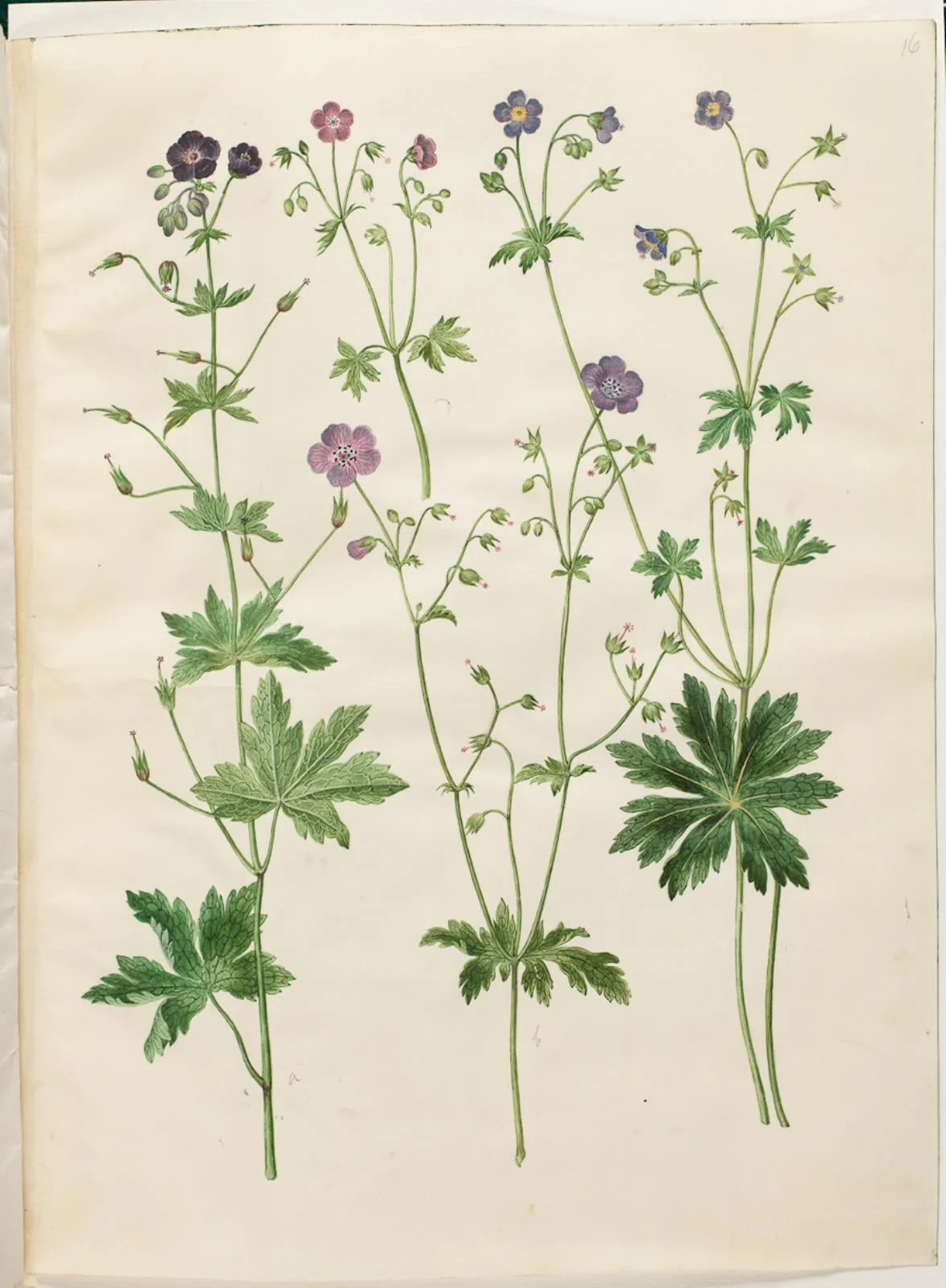 Geranium phaeum (bølgekronet storkenæb); Geranium sylvaticum (skov-storkenæb)