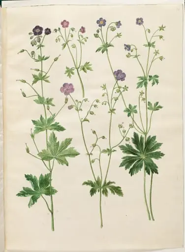 Geranium phaeum (bølgekronet storkenæb); Geranium sylvaticum (skov-storkenæb)