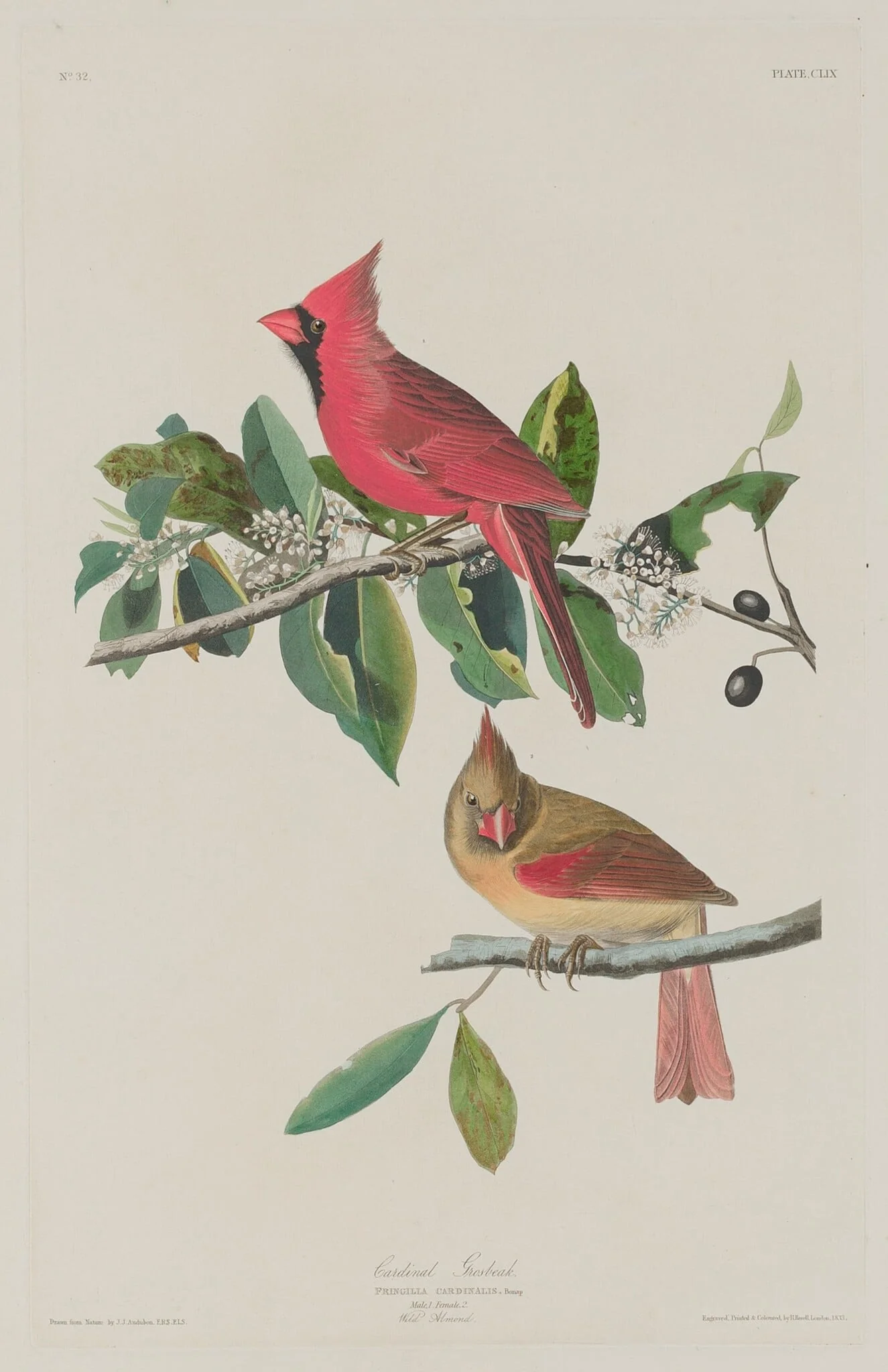 Cardinal Grosbeak, by Robert Havell Jr., ink, 1833