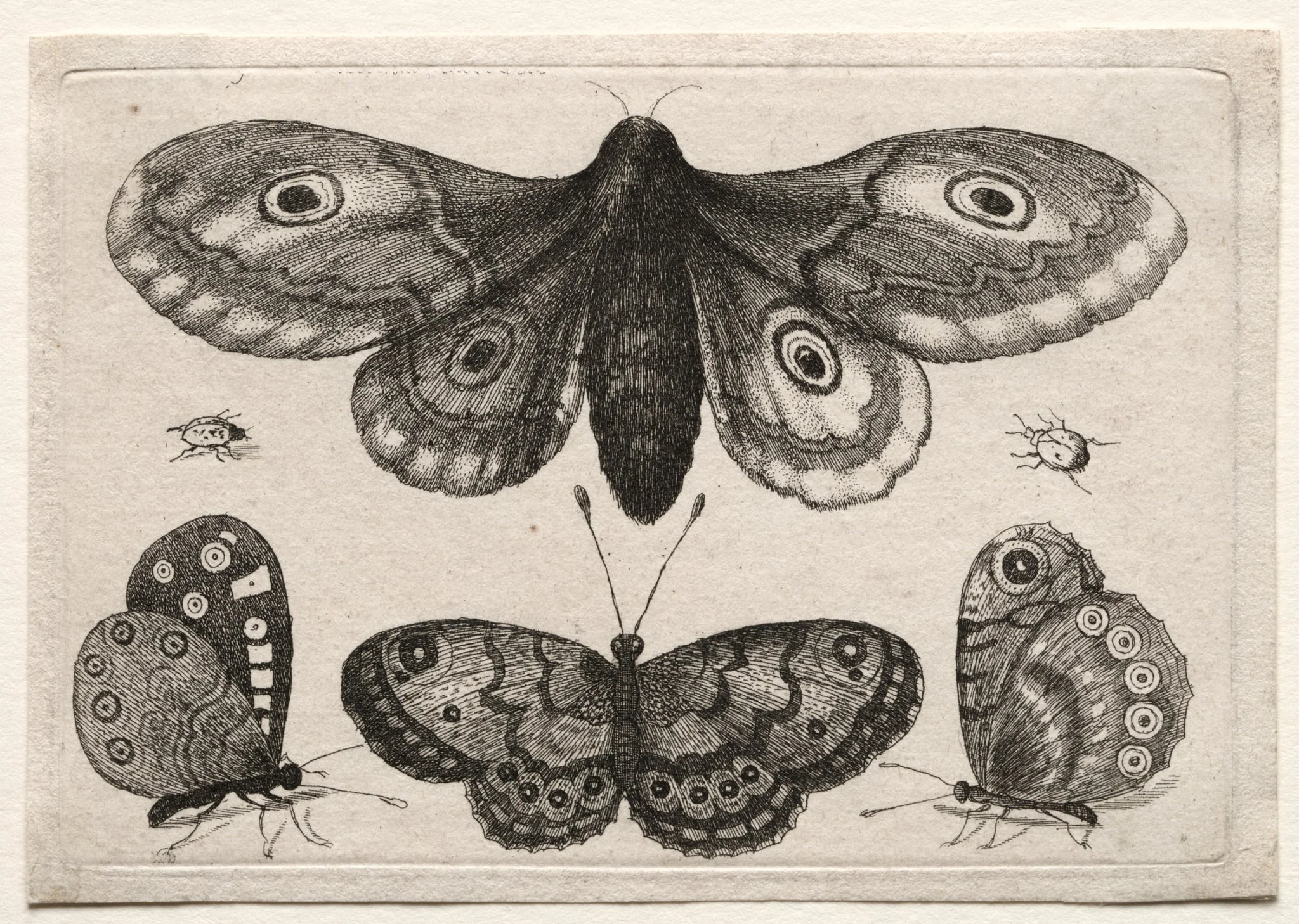 Muscarum Scarabeorum, vermiumque Variae Figure & Formae: A Moth, Three Butterflies and Two Beetles, by Wenceslaus Hollar, 1646