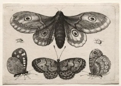 Muscarum Scarabeorum, vermiumque Variae Figure & Formae: A Moth, Three Butterflies and Two Beetles