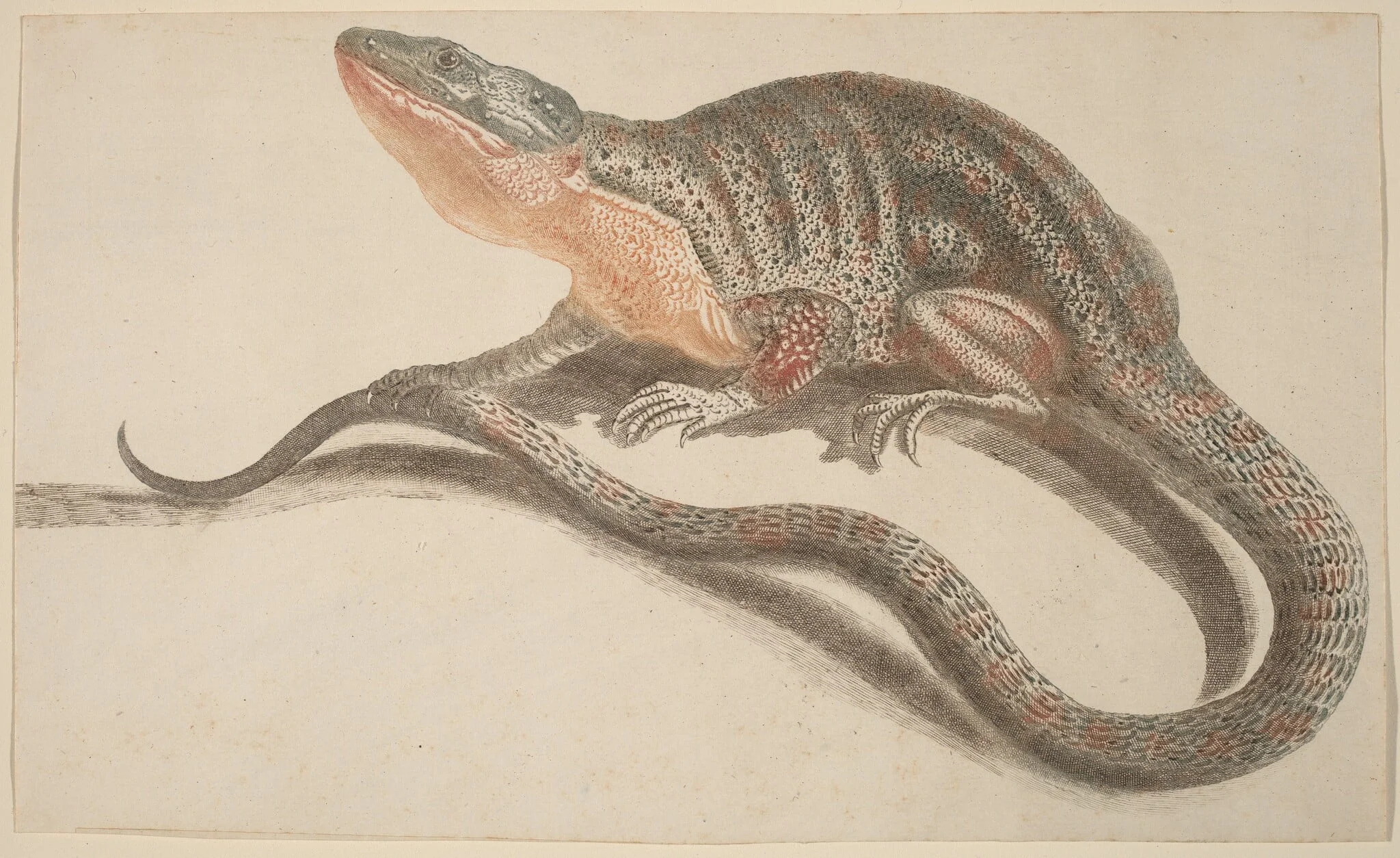 Lizard, by Johann Teyler, ink, 1691