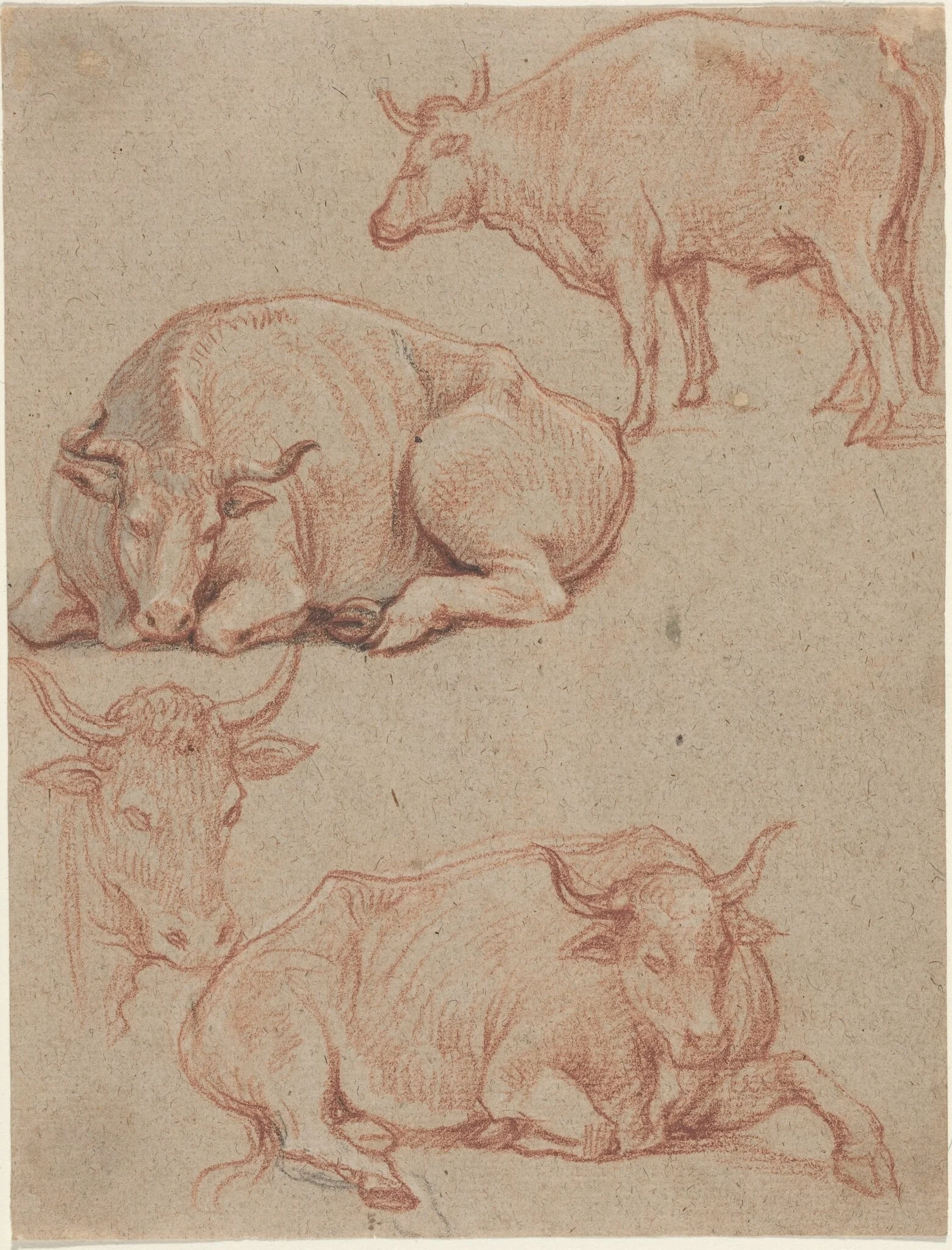 Four Cows, by Claude Lorrain, chalk, 1641