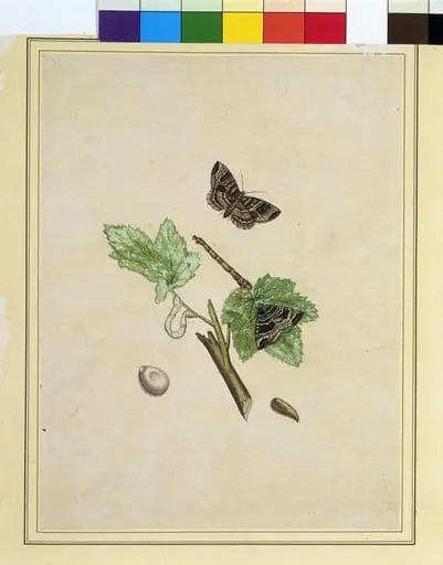 Geometrid moths