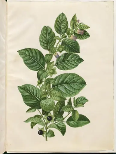 Atropa belladonna (galnebær)