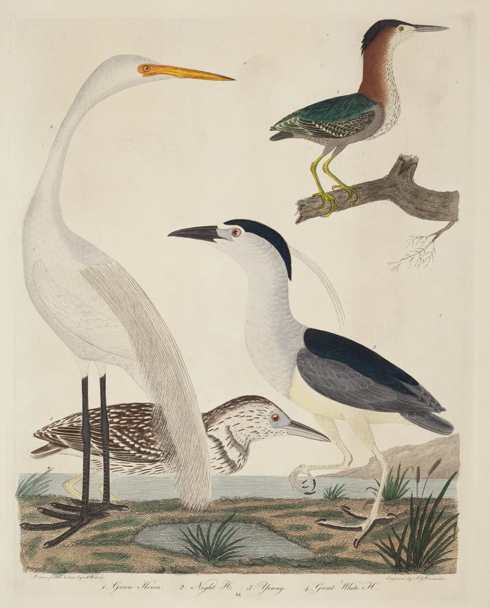 Green Heron, Night Heron, Young Heron, and Great White Heron, by John G. Warnicke, ink, 1811