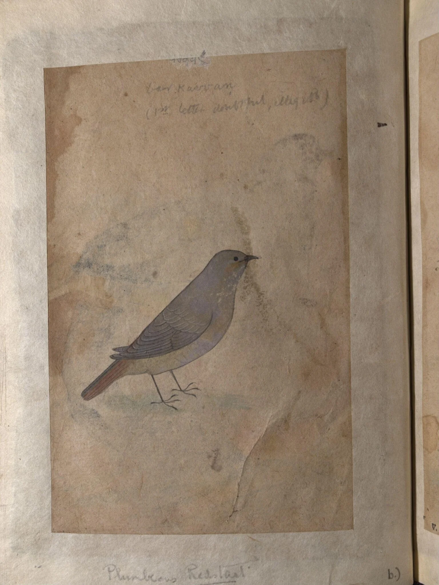 Depictions of a Bengal green pigeon and a Plumbeous redsatart of Northern India
