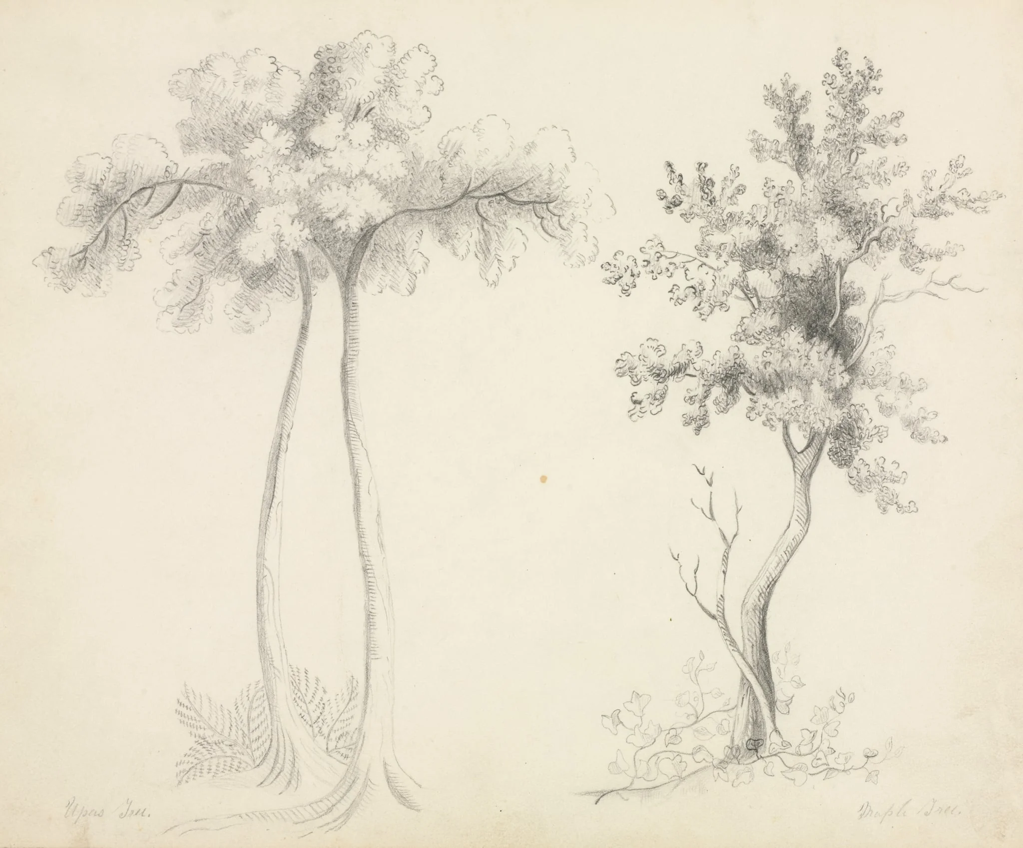 Studies of Upas and Maple Trees