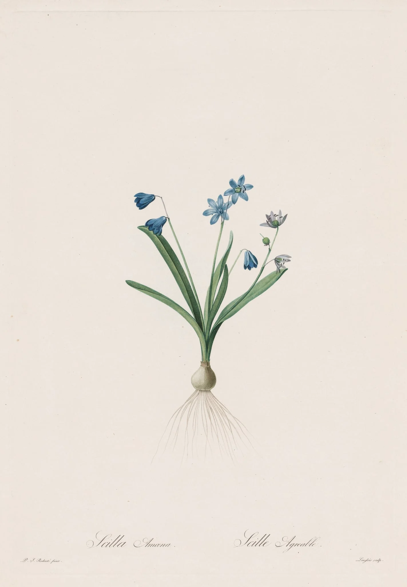Les Liliacées:  Scilla amaena, by Pierre Joseph Redouté, 1809