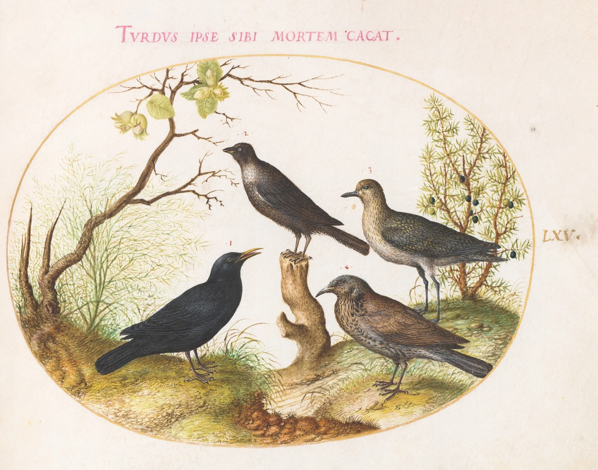 Plate 65: Thrushes and Other Birds, by Joris Hoefnagel, gouache, 1594