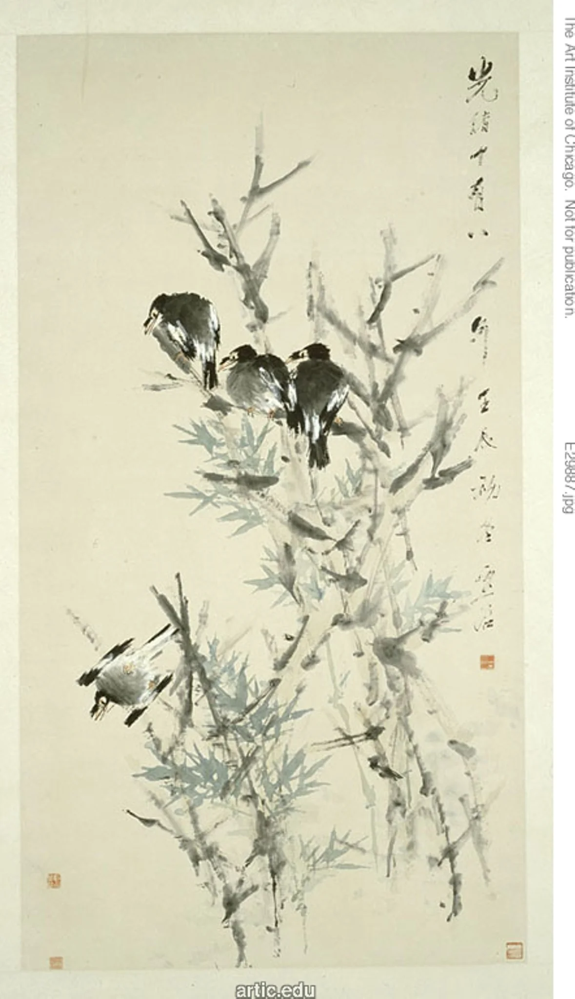 Black Birds