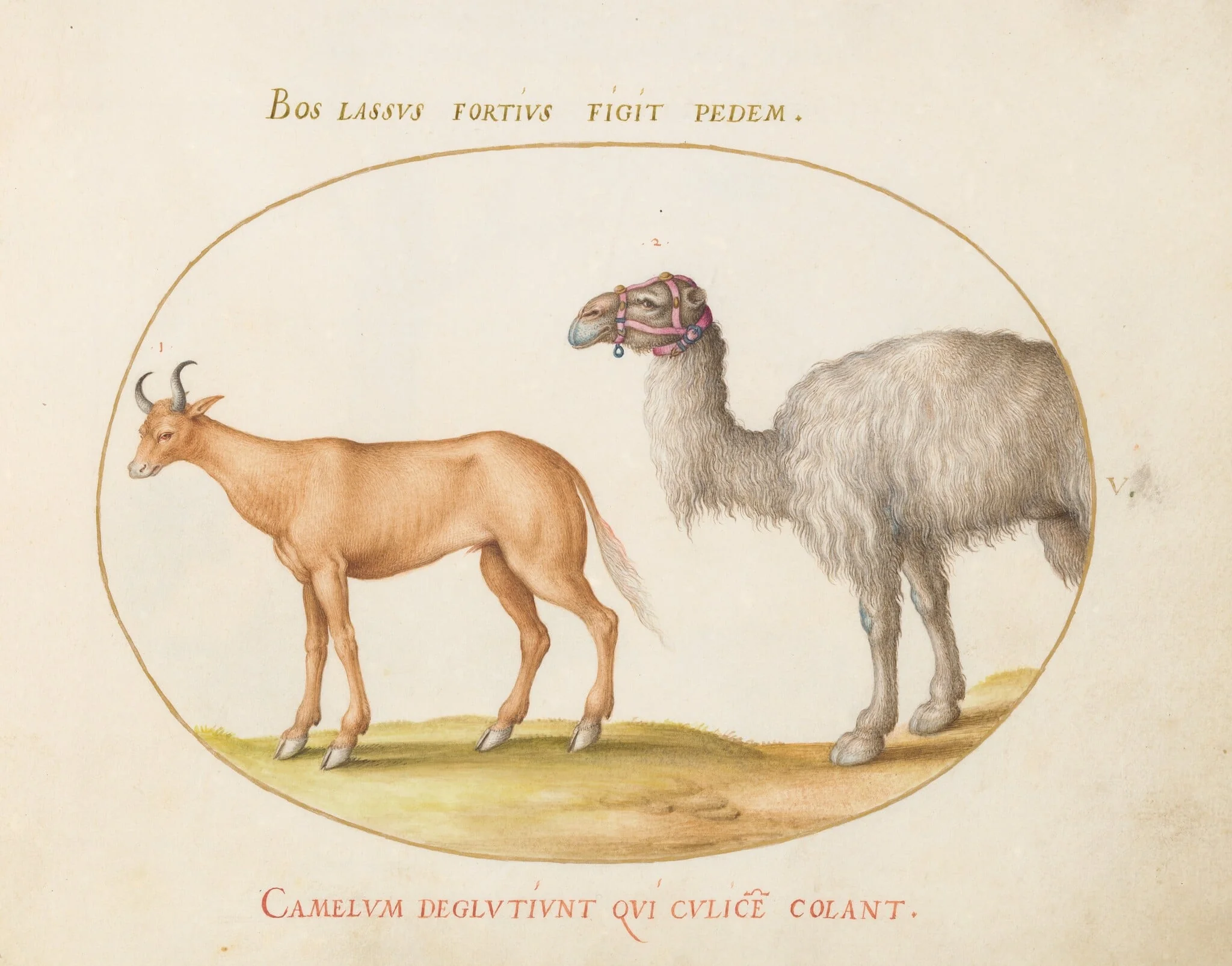 Plate 5: An Ox and a Camel, by Joris Hoefnagel, gouache, 1594