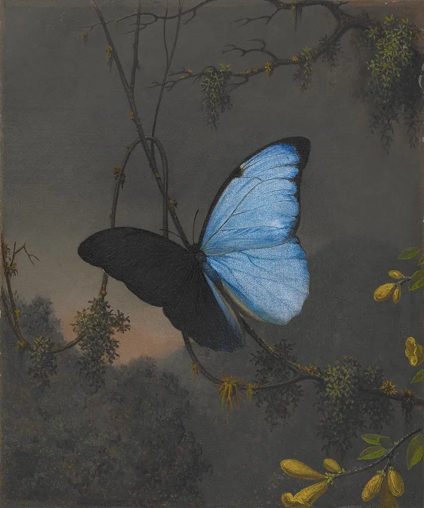 Blue Morpho Butterfly