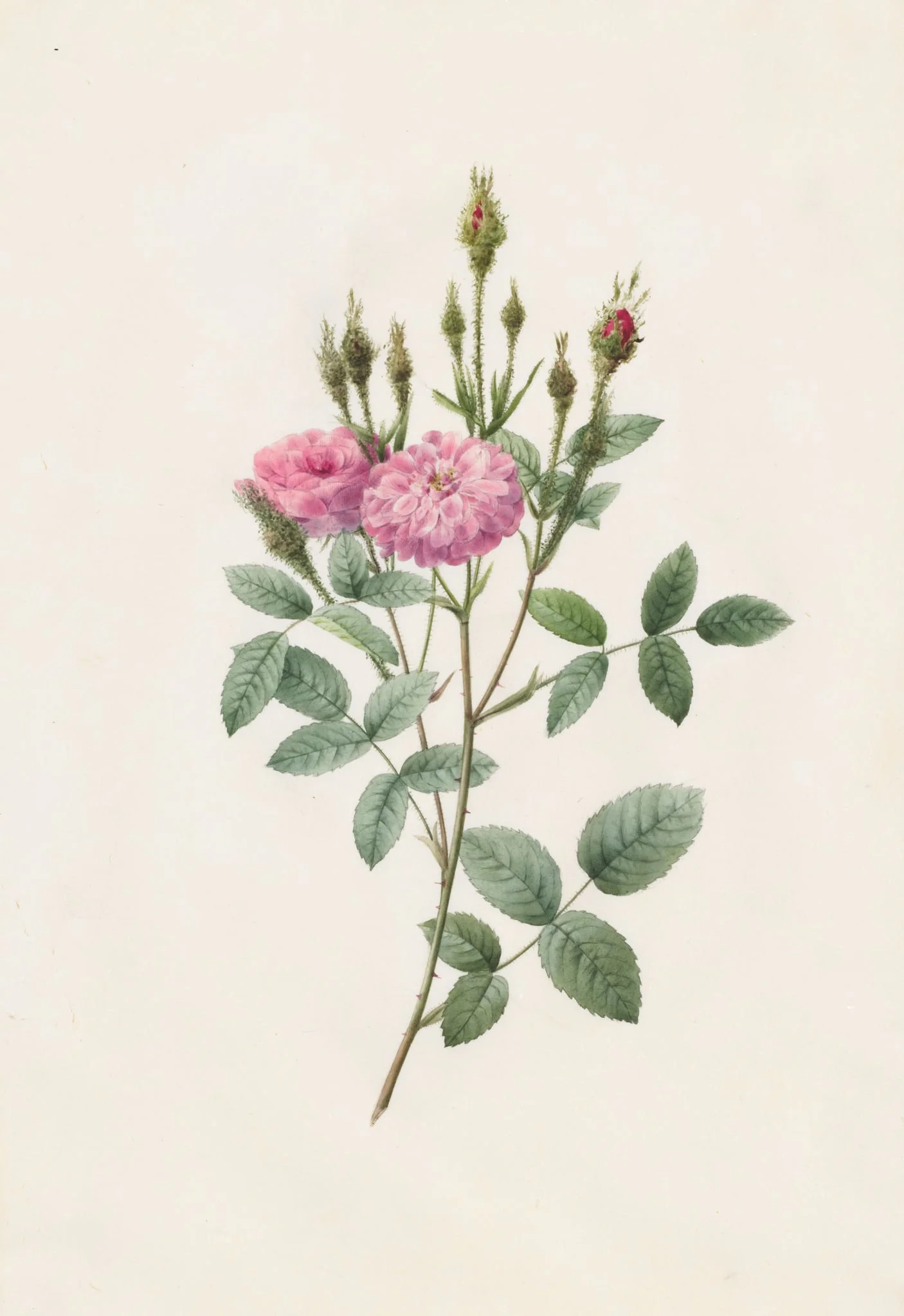 Rosa Pomponiana Muscosa, by Henry Joseph Redouté, 1820