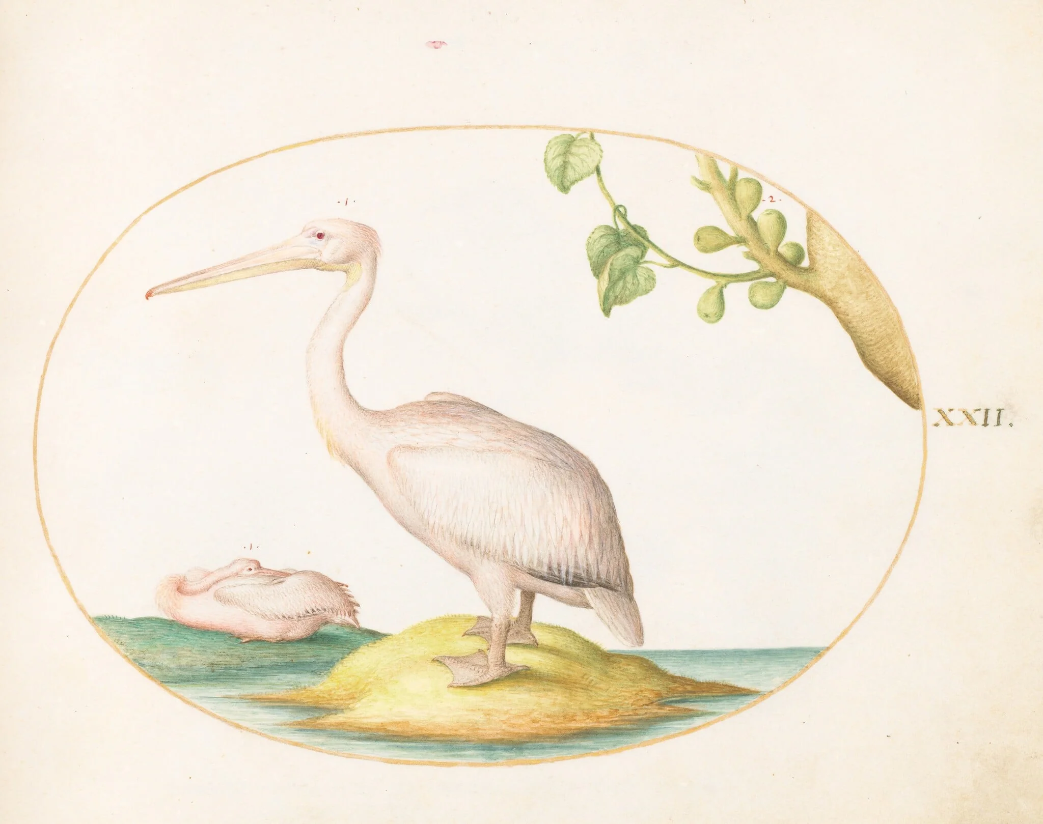 Plate 22: Two White Pelicans with a Sycamore Fig, by Joris Hoefnagel, gouache, 1594