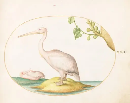 Plate 22: Two White Pelicans with a Sycamore Fig