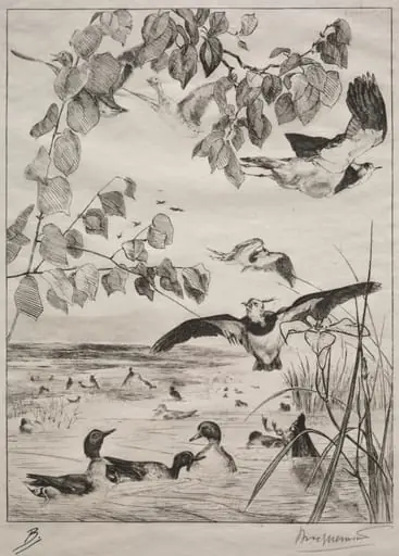 Lapwings and Teals