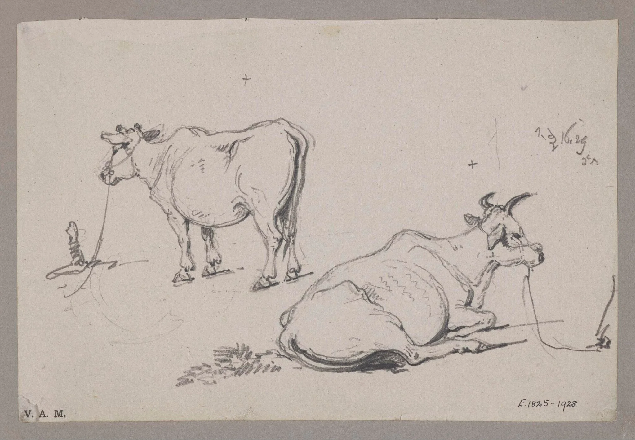 Two drawings of a cow, by George Chinnery, 12