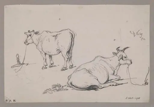 Two drawings of a cow