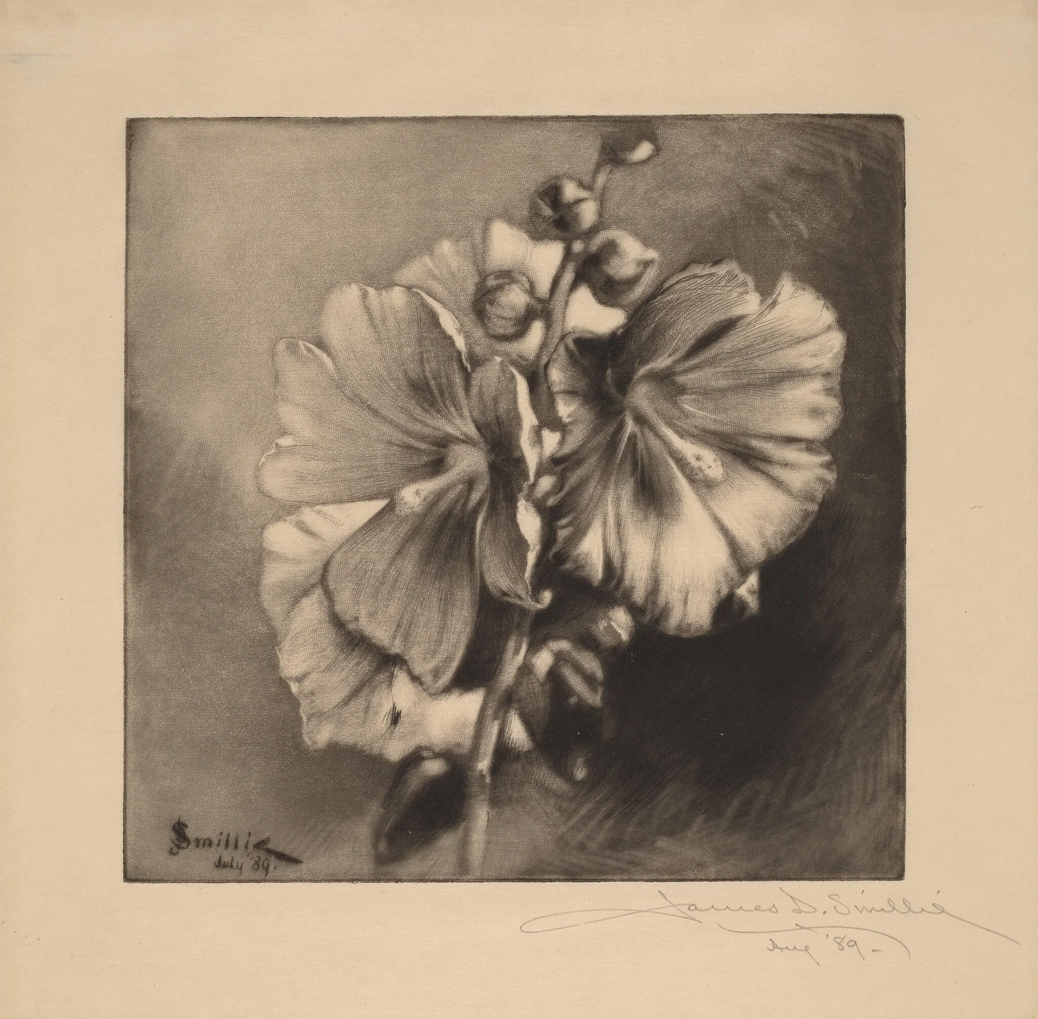 Single Hollyhocks, by James David Smillie, ink, 1889