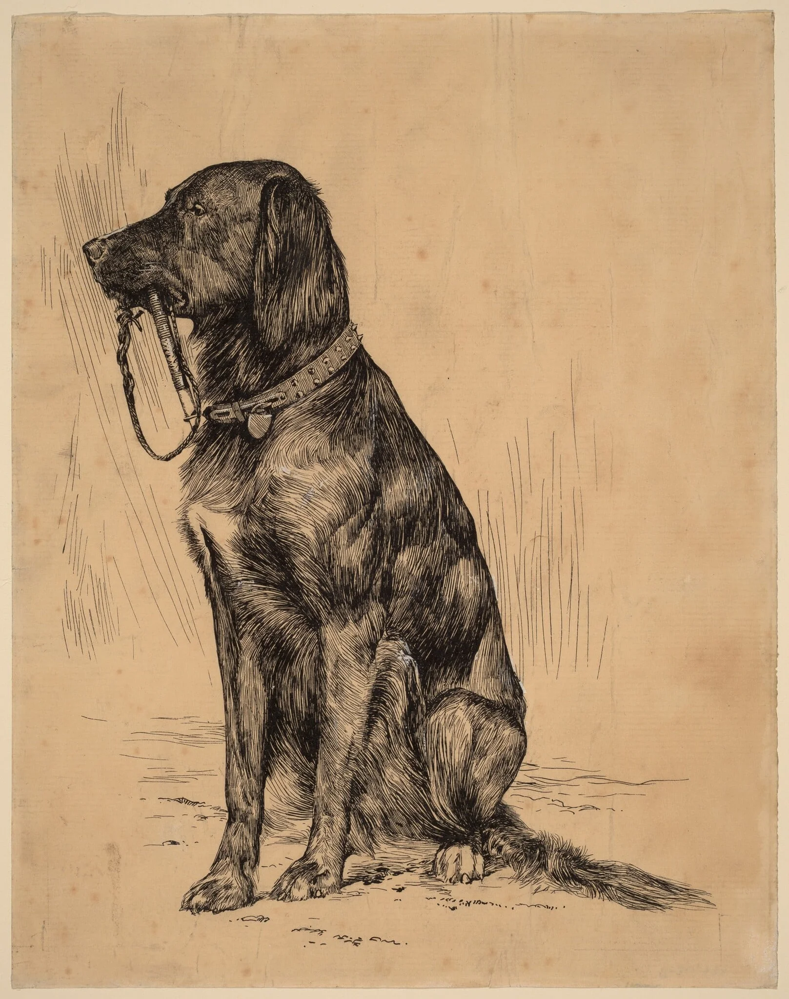 Aldrich's Dog, by Arthur Bowen Davies, ink, 1884