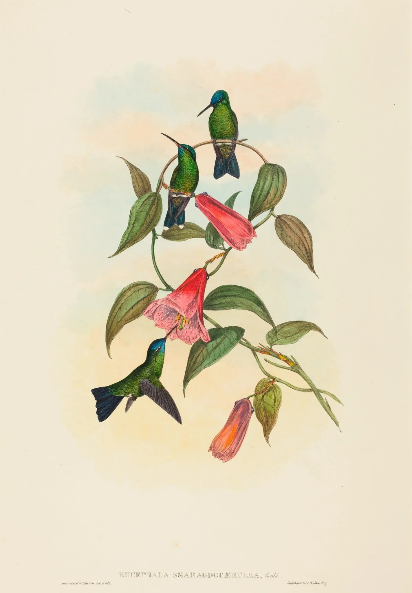 Eucephala smaragdocaerulea (Gould's Wood Nymph)