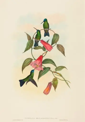Eucephala smaragdocaerulea (Gould's Wood Nymph)