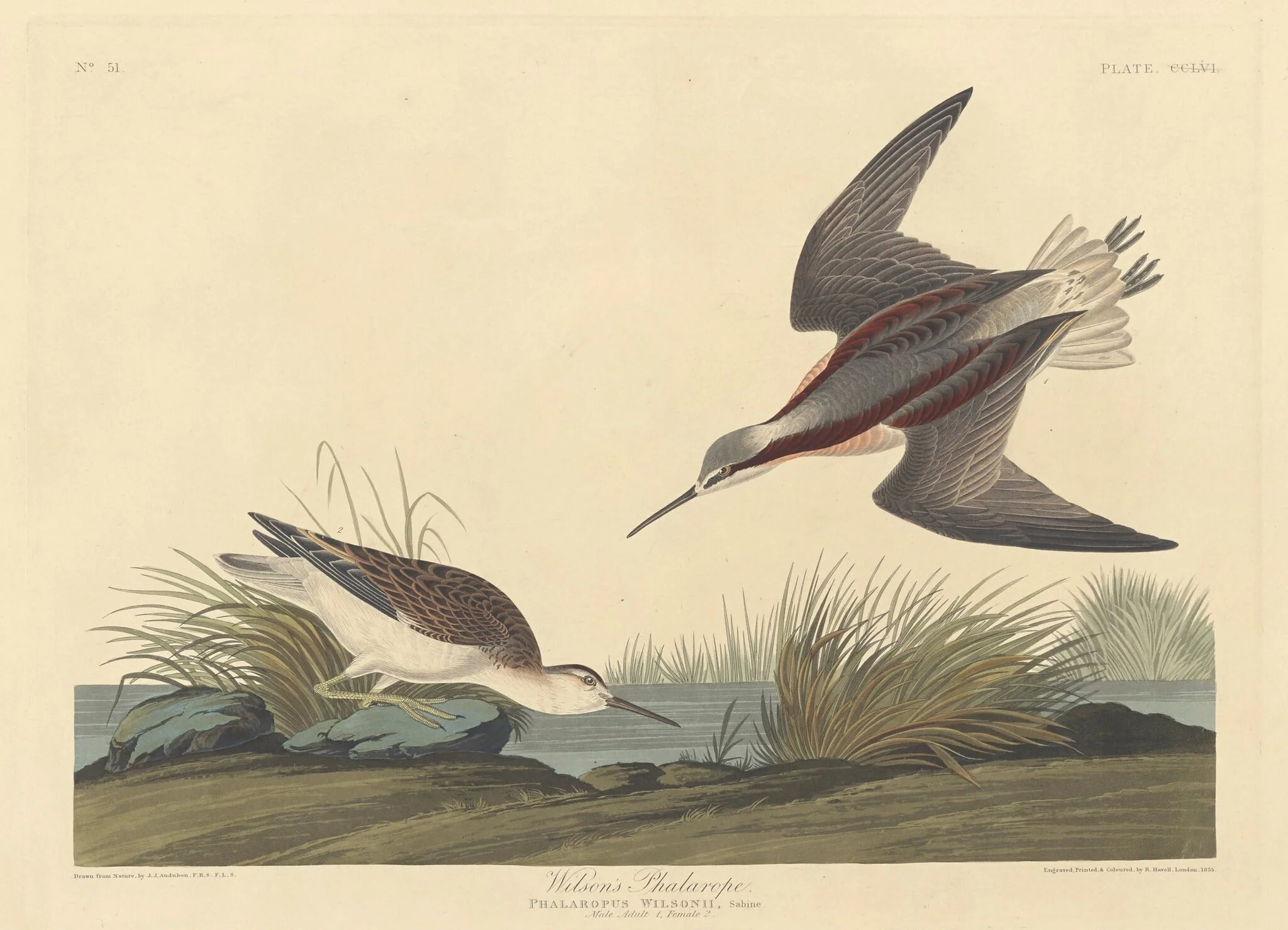 Wilson's Phalarope, by Robert Havell Jr., ink, 1835