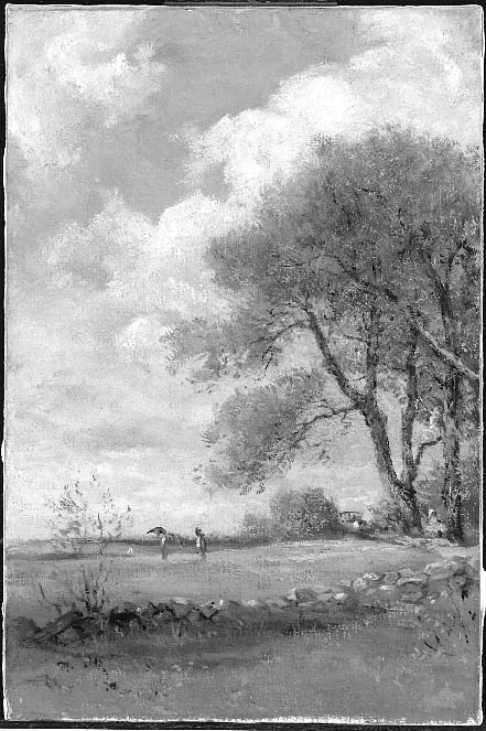Meadows in Summer