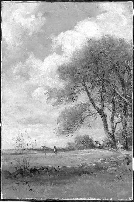 Meadows in Summer