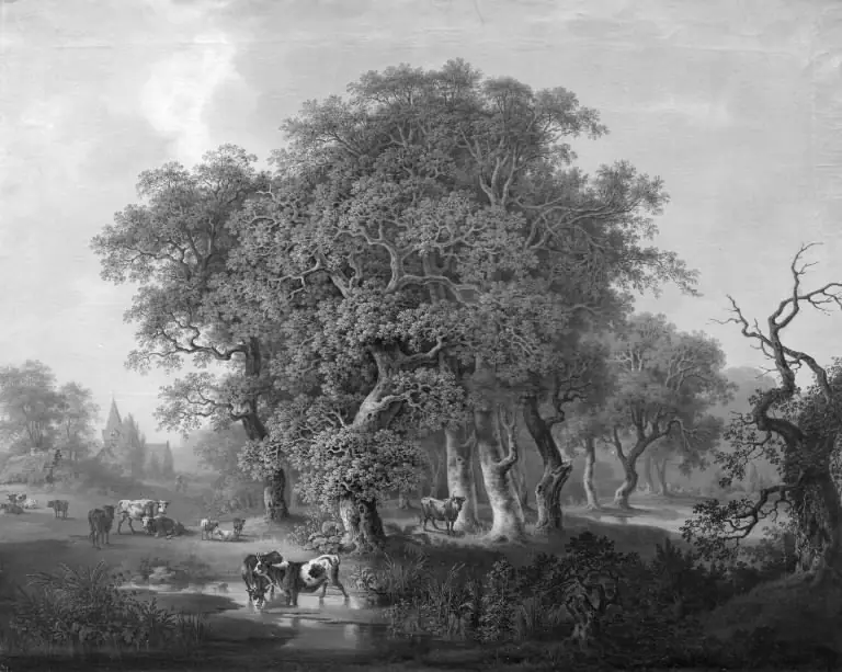 Kvæg i en skov