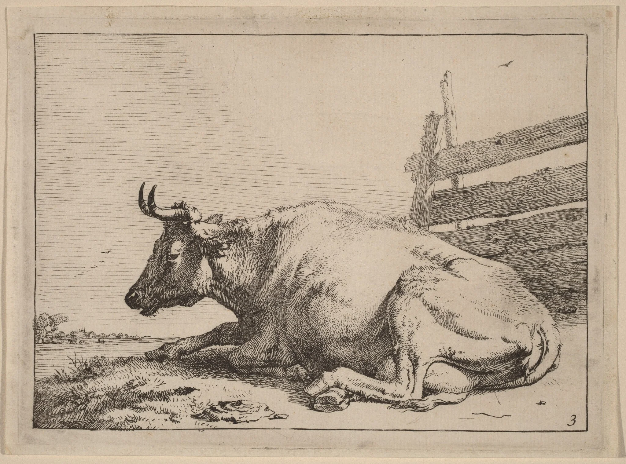 Cow Lying Down near a Fence, by Paulus Potter, ink, 1650