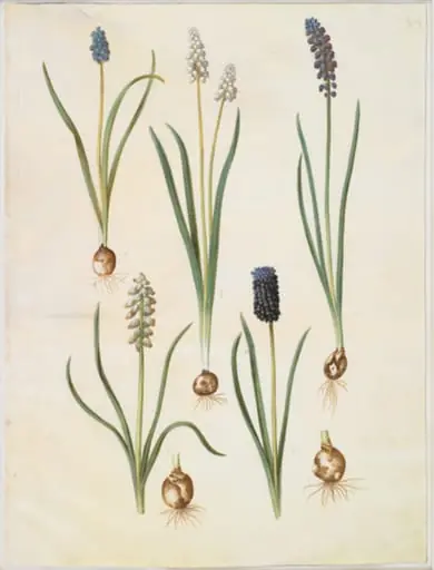 Muscari botryoides (almindelig perlehyacint); Muscari racemosum (muskat-perlehyacint); Muscari neglectum
