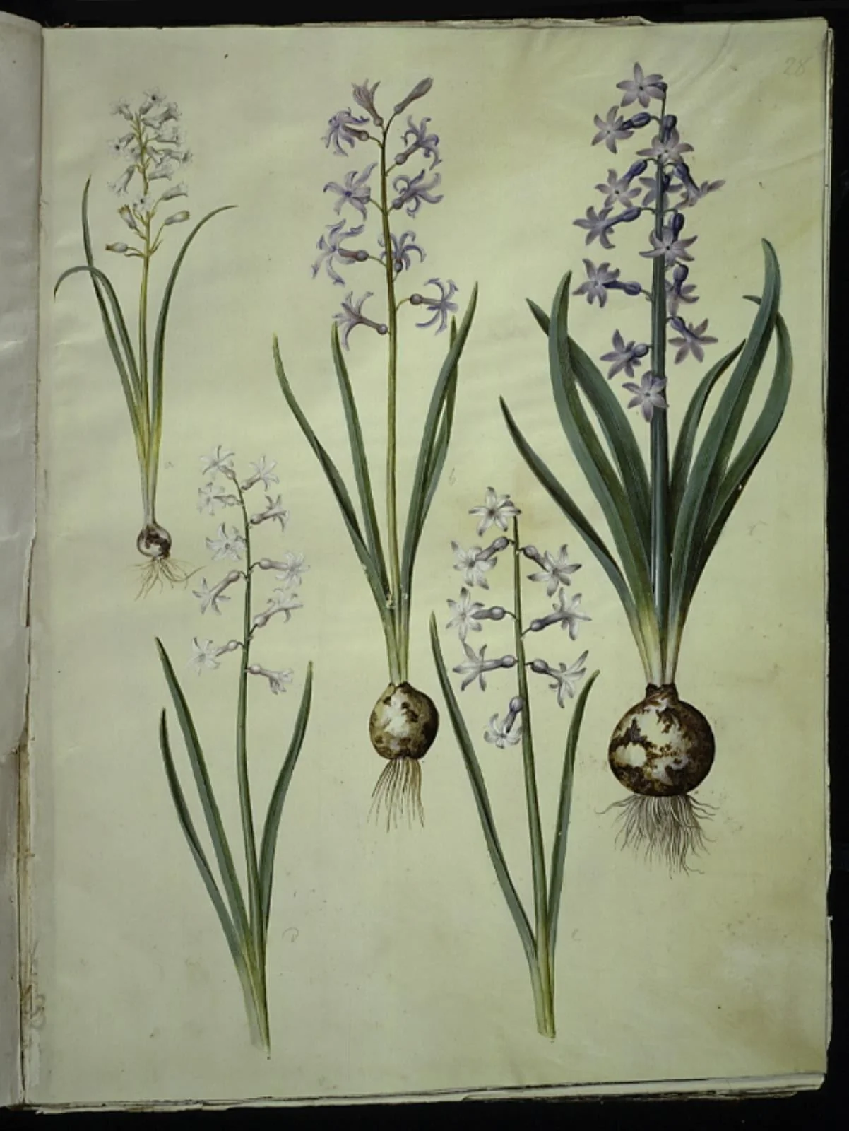 Brimeura amethystina (pyrenæisk hyacint); Hyacinthus orientalis (almindelig hyacint), by Unknown, unspecified, 1654