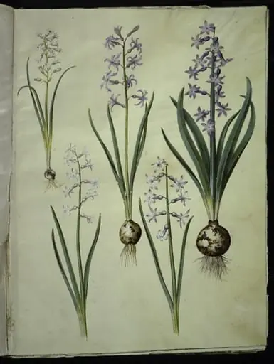Brimeura amethystina (pyrenæisk hyacint); Hyacinthus orientalis (almindelig hyacint)