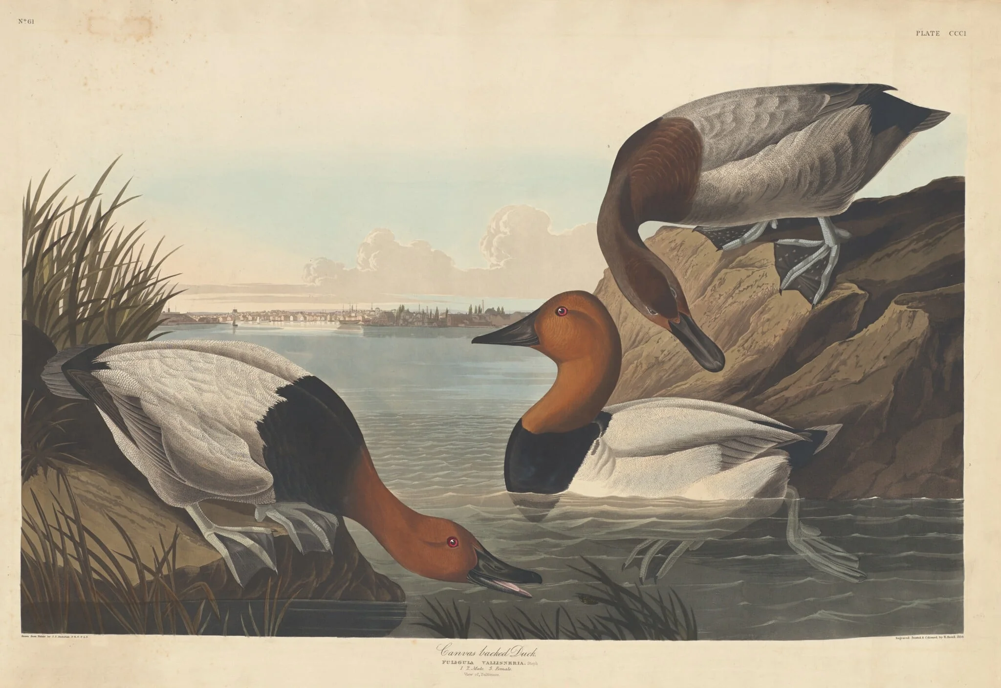 Canvas-backed Duck, by Robert Havell Jr., ink, 1836