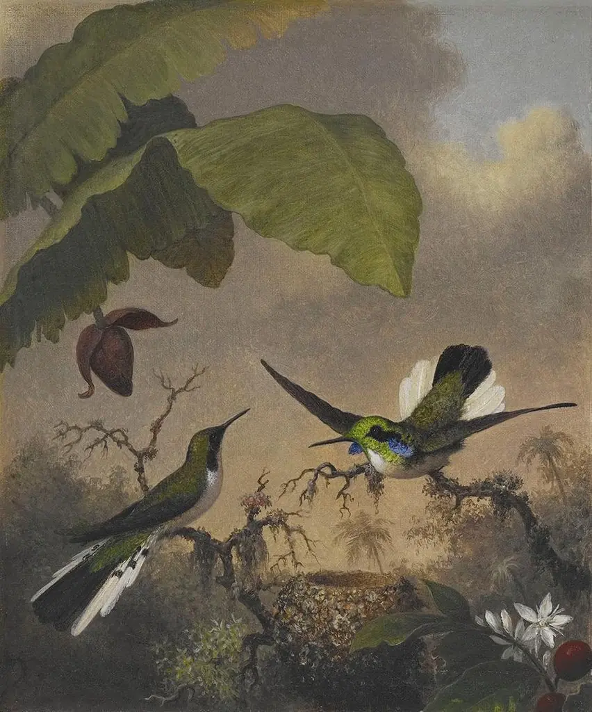 Black-eared Fairy