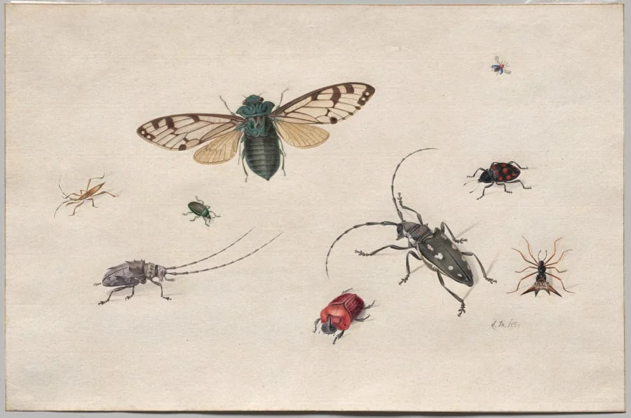 Studies of Insects
