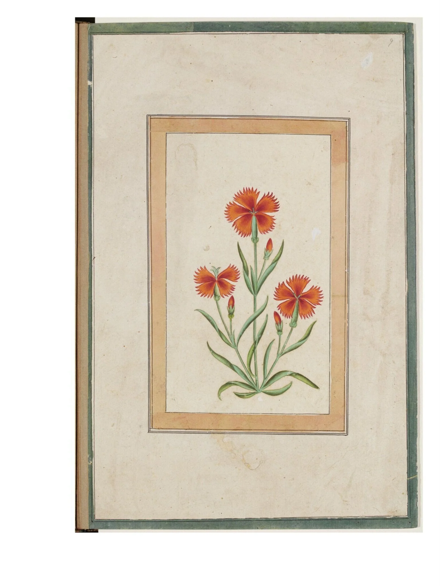 study of a carnation plant, by Unknown, paint, 1750