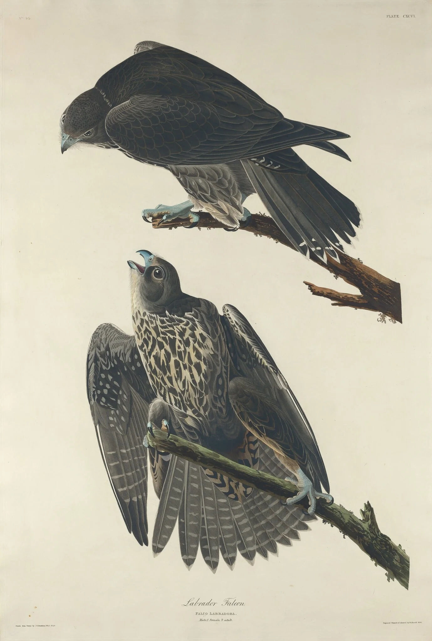 Labrador Falcon