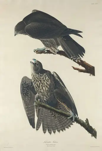Labrador Falcon