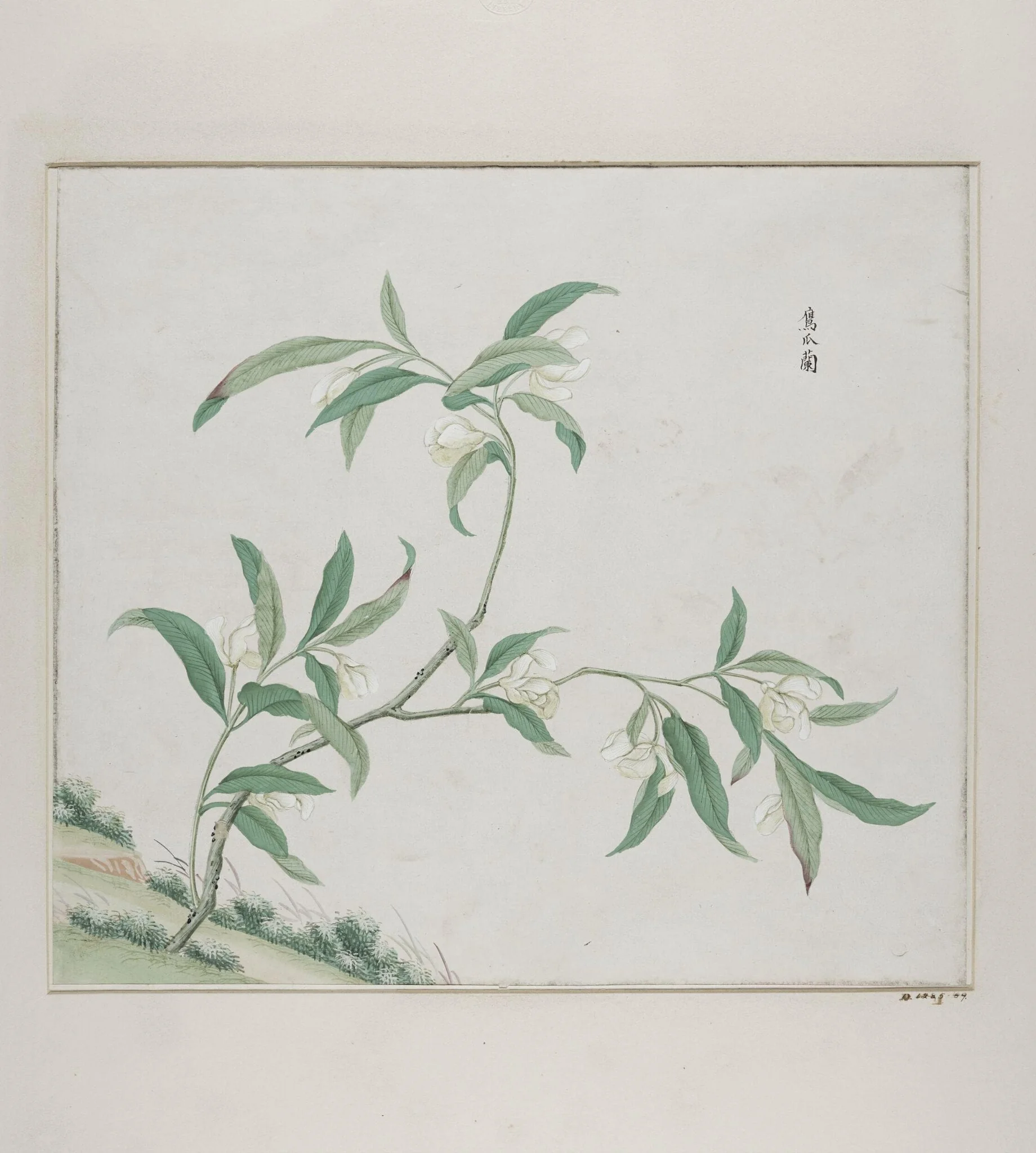 Zing zhao lan, by Unknown, paint, 1780