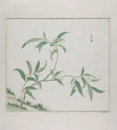 Zing zhao lan