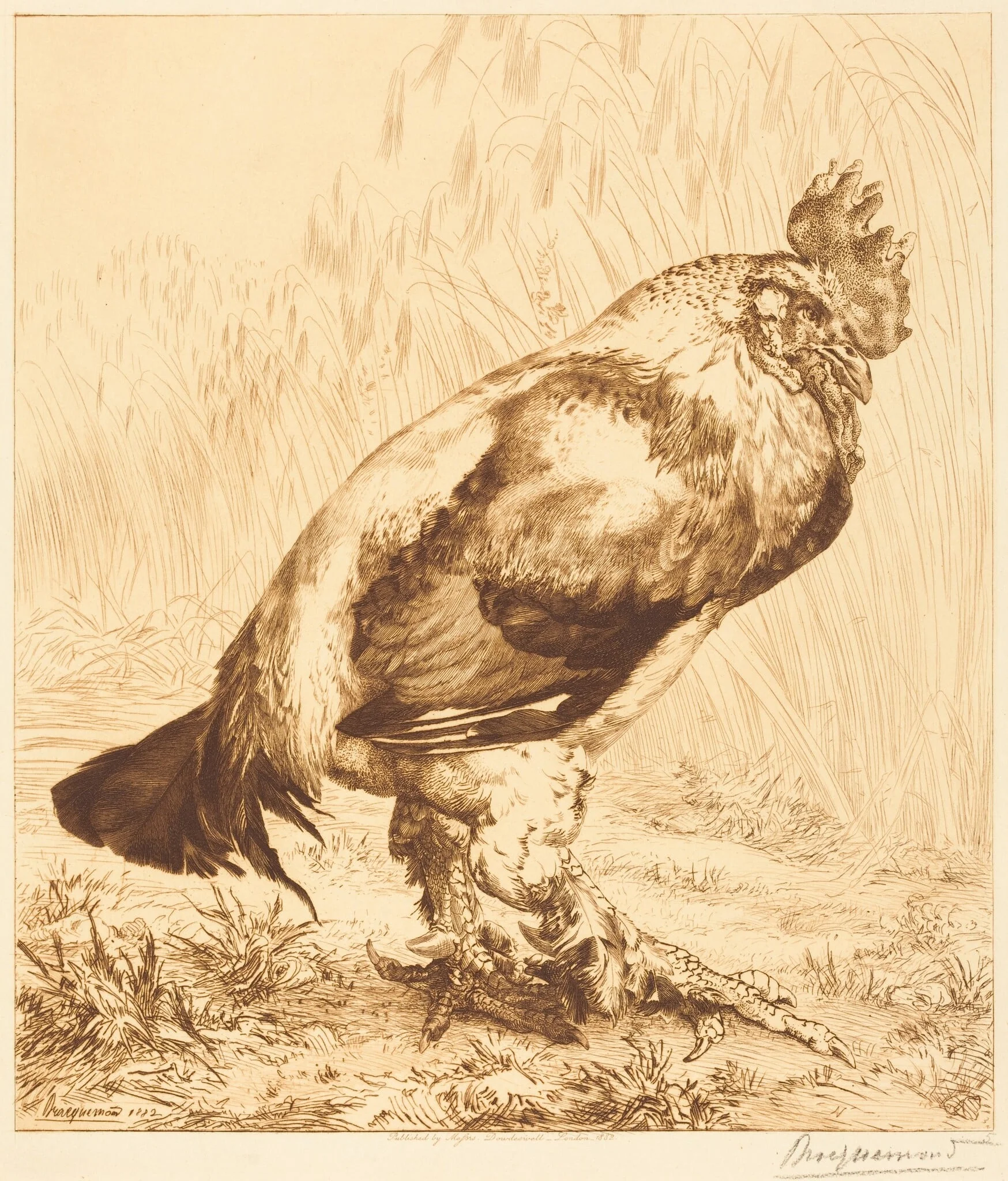 The Old Cock, by Félix Bracquemond, ink, 1882