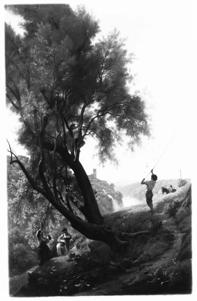 Gathering Olives at Tivoli