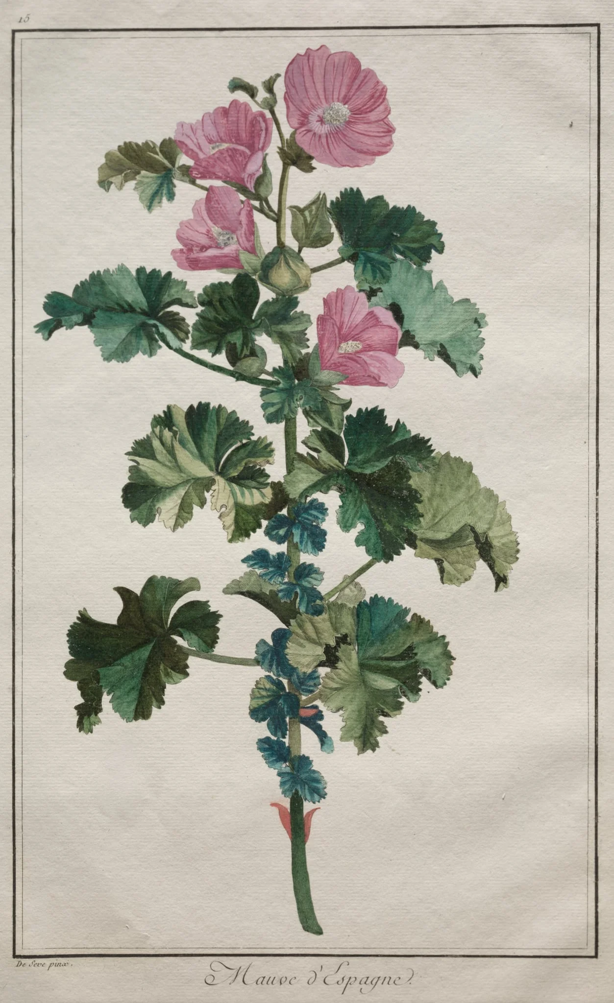 Recueil de vingtquatre plantes et fleurs:  Mallow